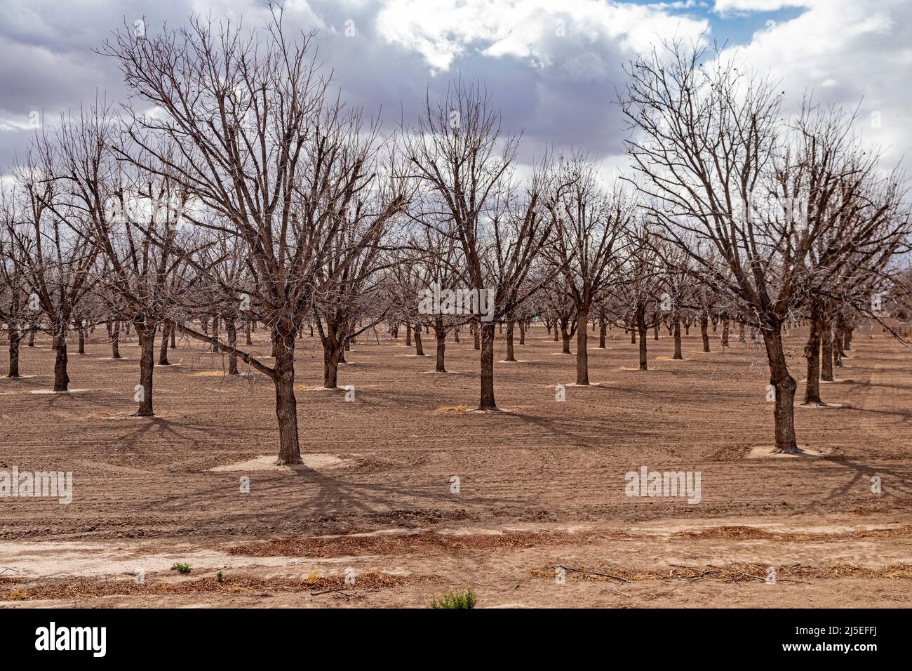 Hatch, Nouveau-Mexique - les pacanes avides d'eau en hiver, qui poussent au milieu d'une grave boisée dans le désert du Nouveau-Mexique. Banque D'Images