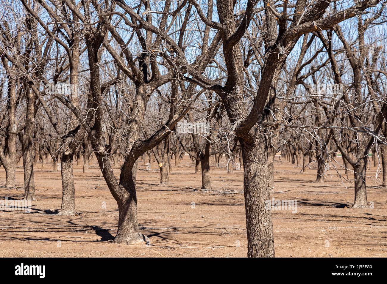 Artesia, Nouveau-Mexique - les pacanes avides d'eau en hiver, qui poussent au milieu d'une grave boisée dans le désert du Nouveau-Mexique. Banque D'Images