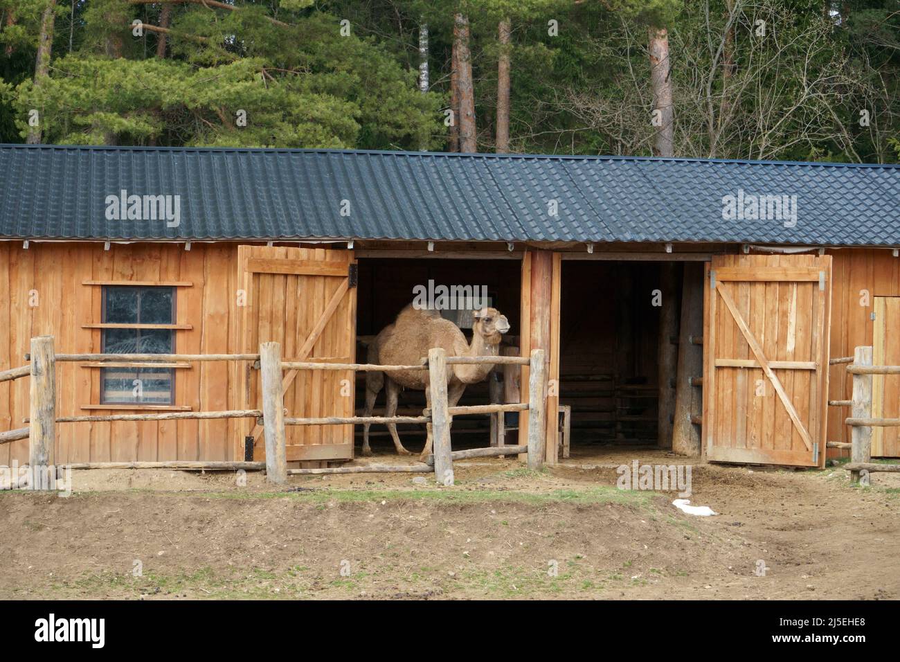 Le chameau à une bosse ou dromadaire est un grand ongulate à bout égal de la famille des chameaux, avec une bosse sur le dos. En tant qu'animal domestique, c'était probablement Banque D'Images