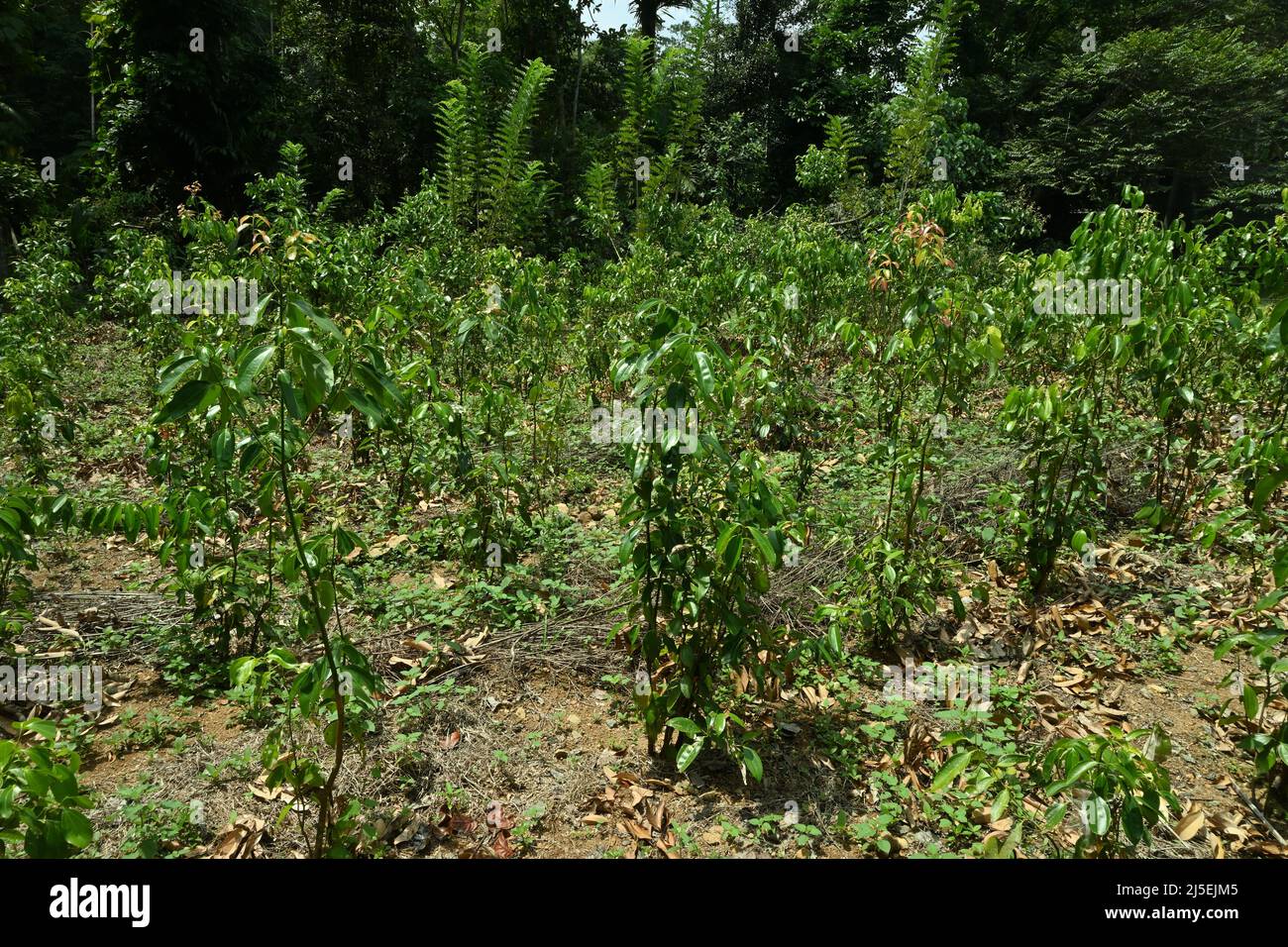 Une plantation de cannelle sri-lankaise avec de jeunes plants de cannelle en pleine croissance Banque D'Images