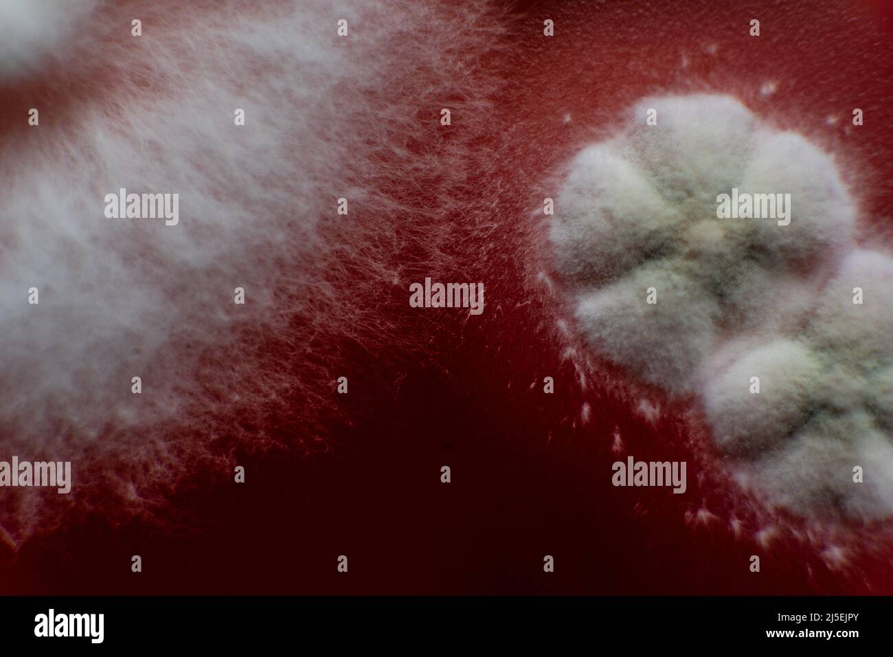 étude de moisissures et de bactéries dans une boîte de petri avec agar rouge. Spores de moisissures et mycélium fongique Banque D'Images