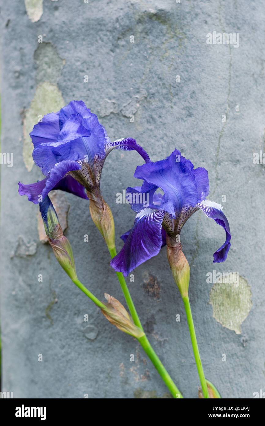 Fleurs de l'iris violet sur fond de bois. Composition de fleurs de printemps bleues. Mise au point sélective Banque D'Images