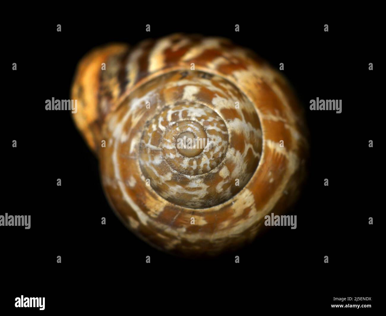 Grossissement d'une coquille d'escargot isolée montrant la géométrie en spirale naturelle et le motif Banque D'Images