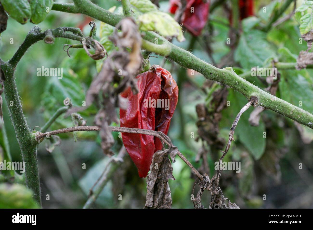 Maladies fongiques dangereuses des tomates, qui affecte les représentants de la nuit, surtout