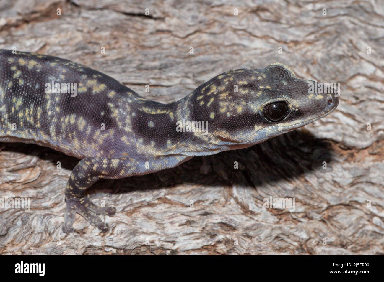 Velours marbré Gecko, (Oedura marmorata) Banque D'Images