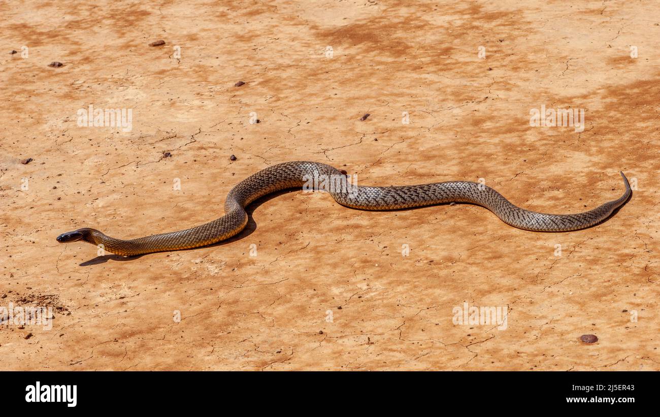 Intérieur Taipan ( Oxyuranus microlepidotus) dans son habitat, sud-ouest du Queensland Australie Banque D'Images