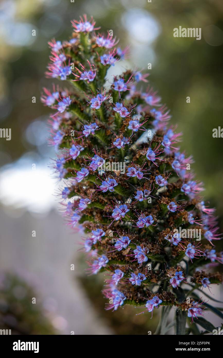 La disparition des fleurs d'Echium fastuosom, Pride of Madiera, dans la Californie de Monterey Banque D'Images