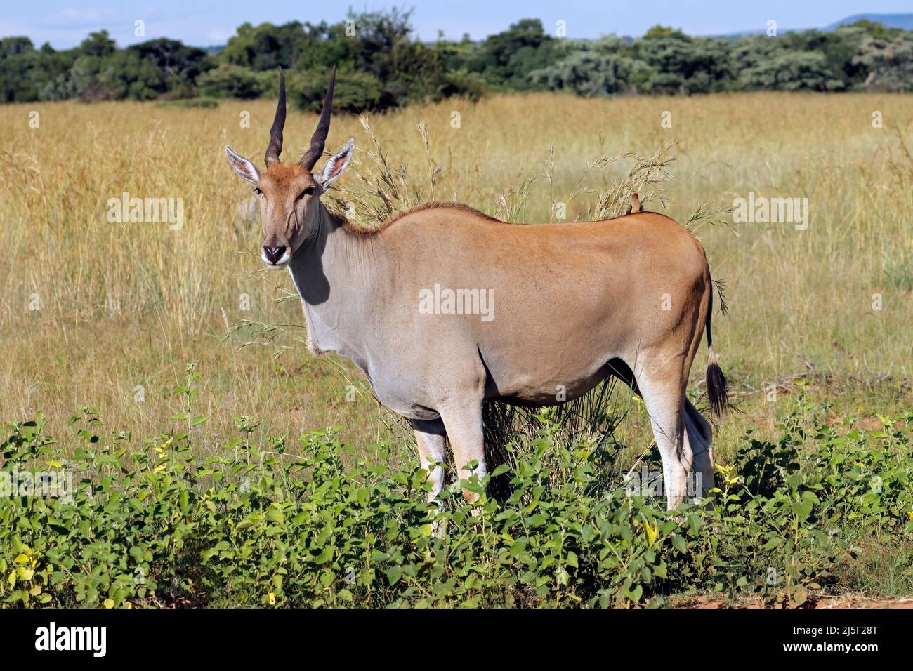 Une antilope de la patrie (Tragelaphus oryx) dans un habitat naturel, en Afrique du Sud Banque D'Images
