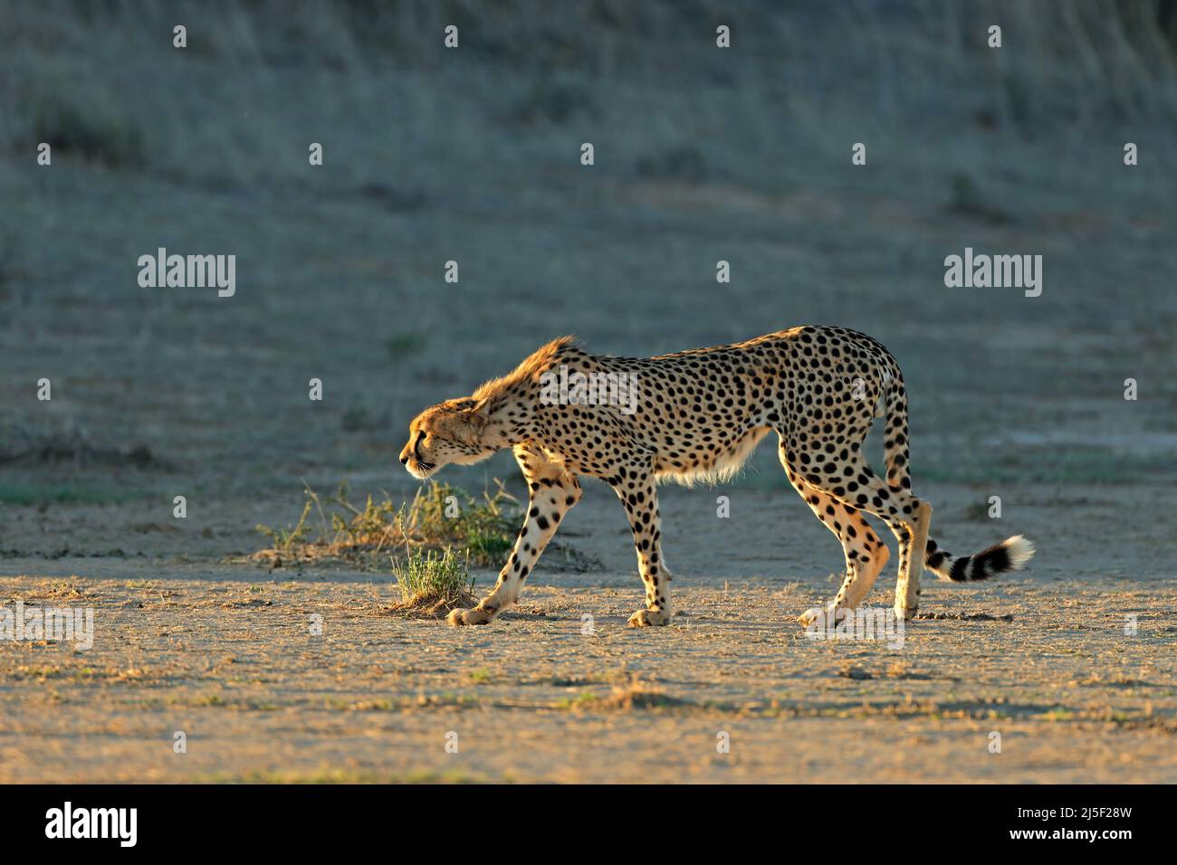 Un guépard (Acinonyx jubatus) qui perce dans son habitat naturel, désert de Kalahari, Afrique du Sud Banque D'Images