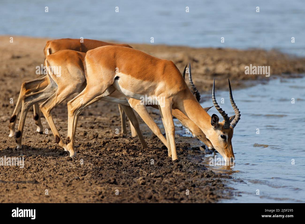 Les antilopes impalas (Aepyceros melampus) eau potable, Kruger National Park, Afrique du Sud Banque D'Images