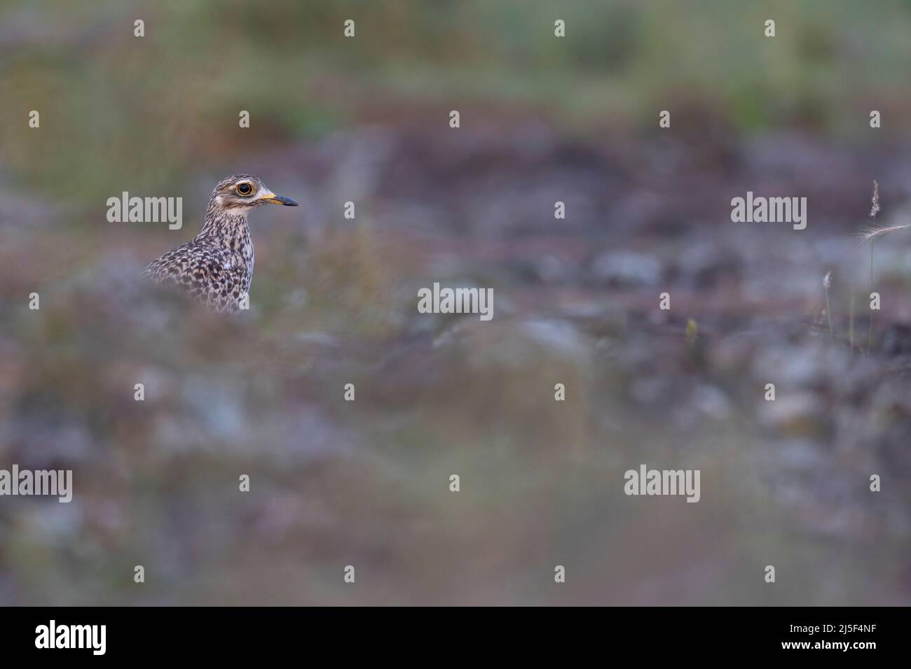 Le genou épais tacheté (Burhinus capensis) qui se fourrage tôt le matin dans la savane. Banque D'Images