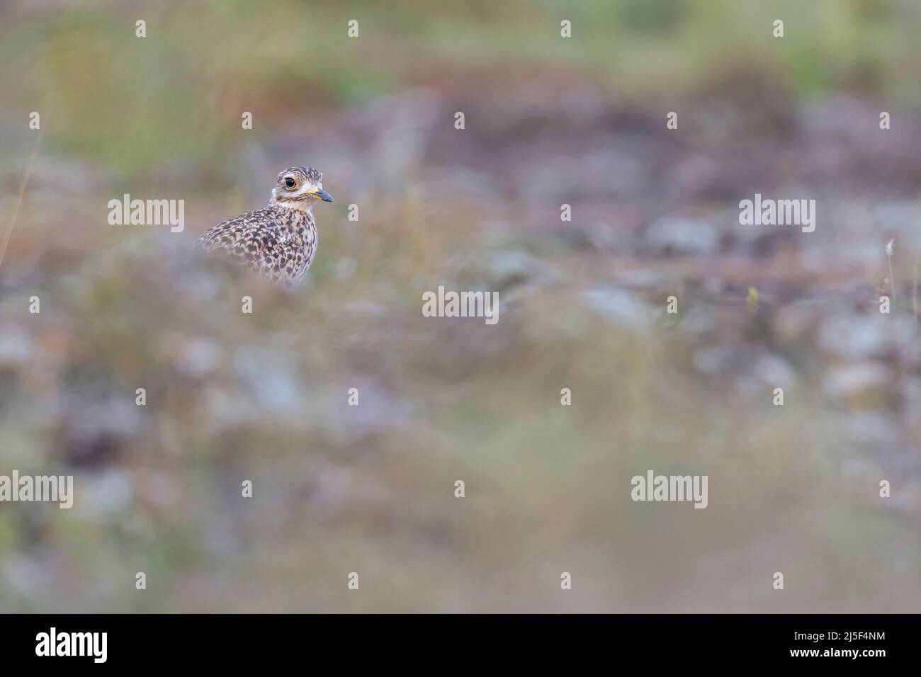 Le genou épais tacheté (Burhinus capensis) qui se fourrage tôt le matin dans la savane. Banque D'Images