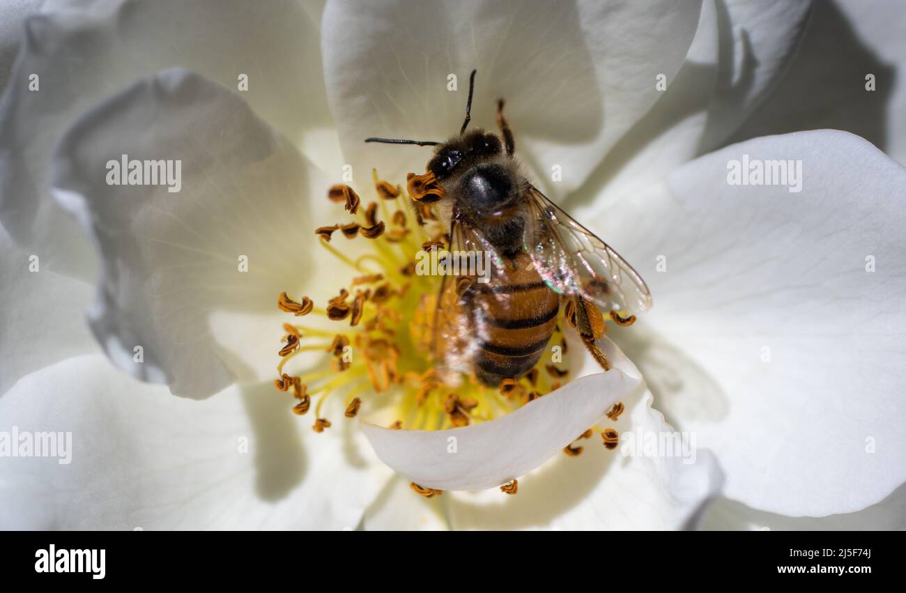 Une abeille africaine isolée dans une rose hite Banque D'Images