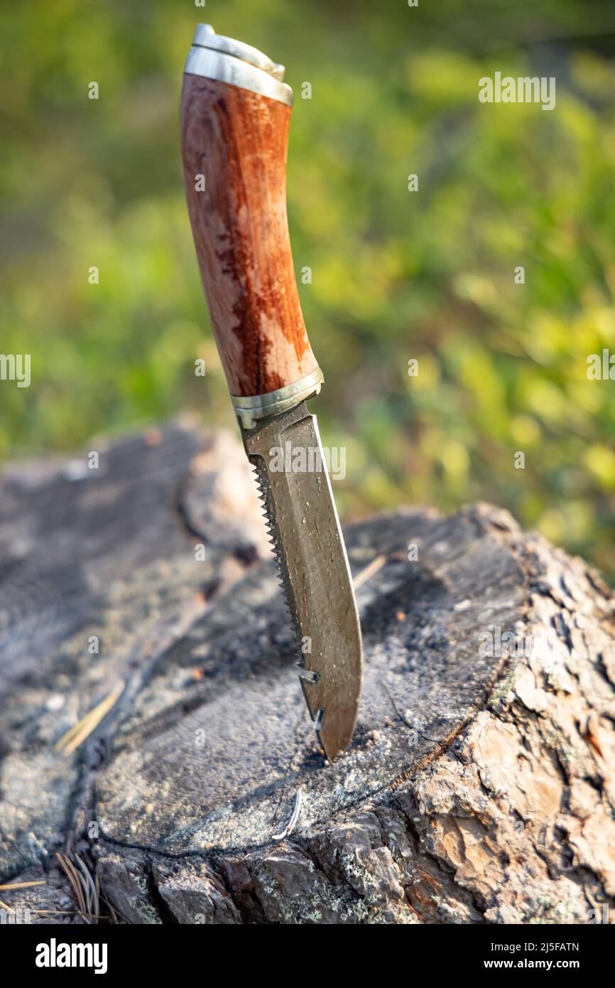 Couteau de chasse acier damas sur fond de forêt gros plan Banque D'Images