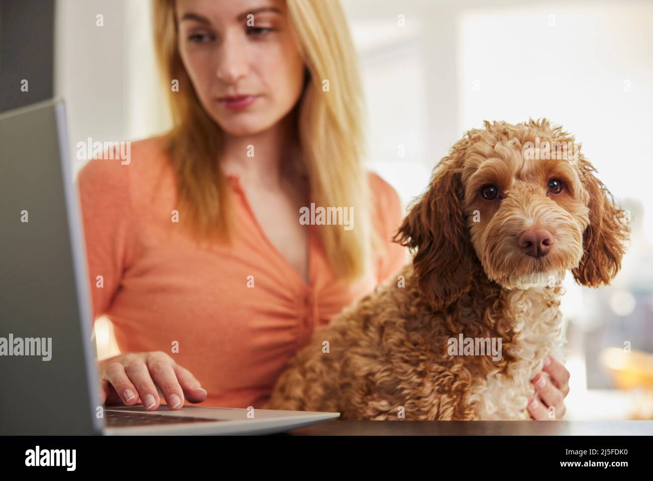 Femme avec chien de Cockapoo d'animal recherchant l'assurance sur ordinateur portable à la maison Banque D'Images