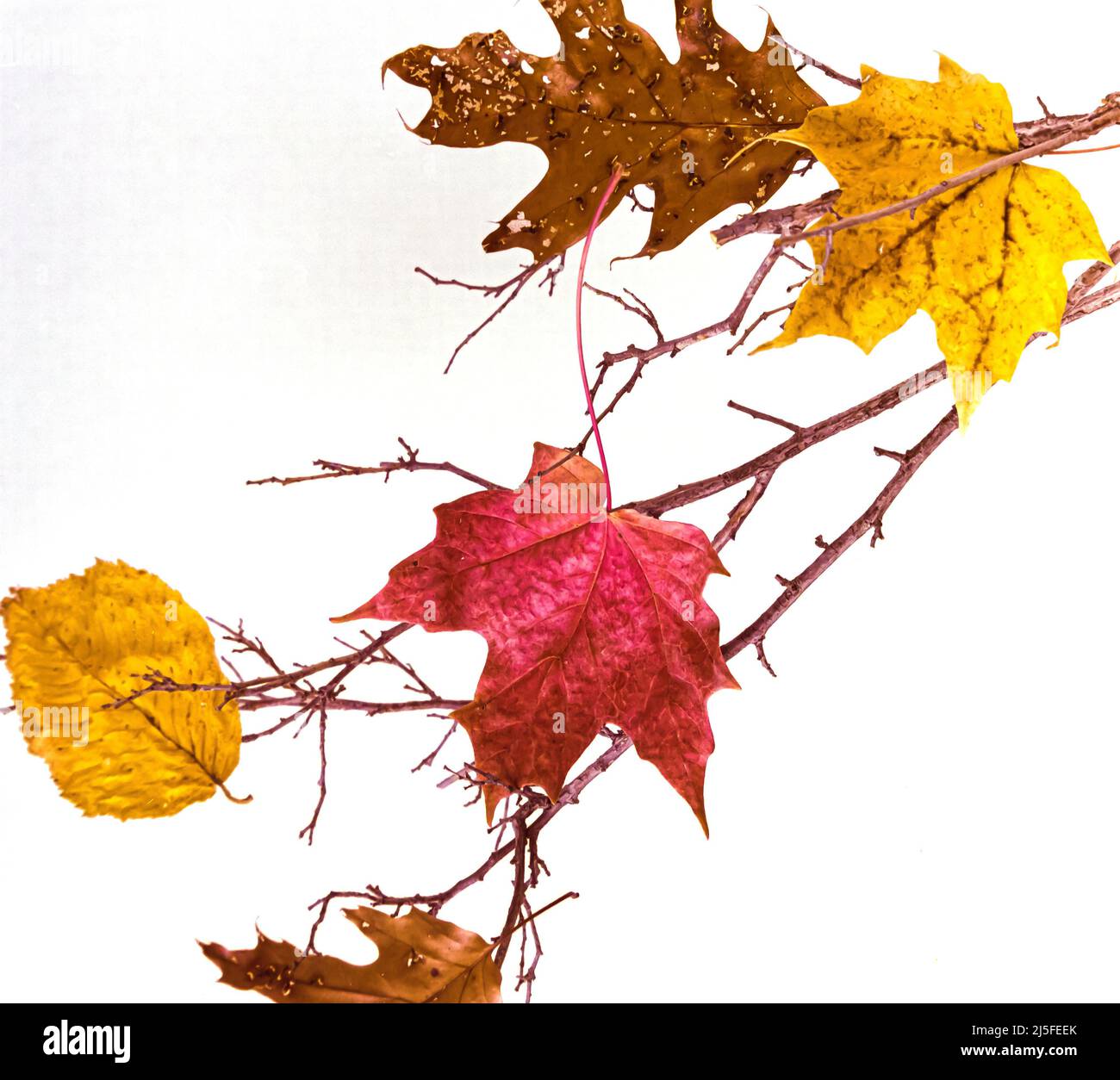 Feuilles d'érable, de chêne et d'orme d'automne sur fond blanc Banque D'Images