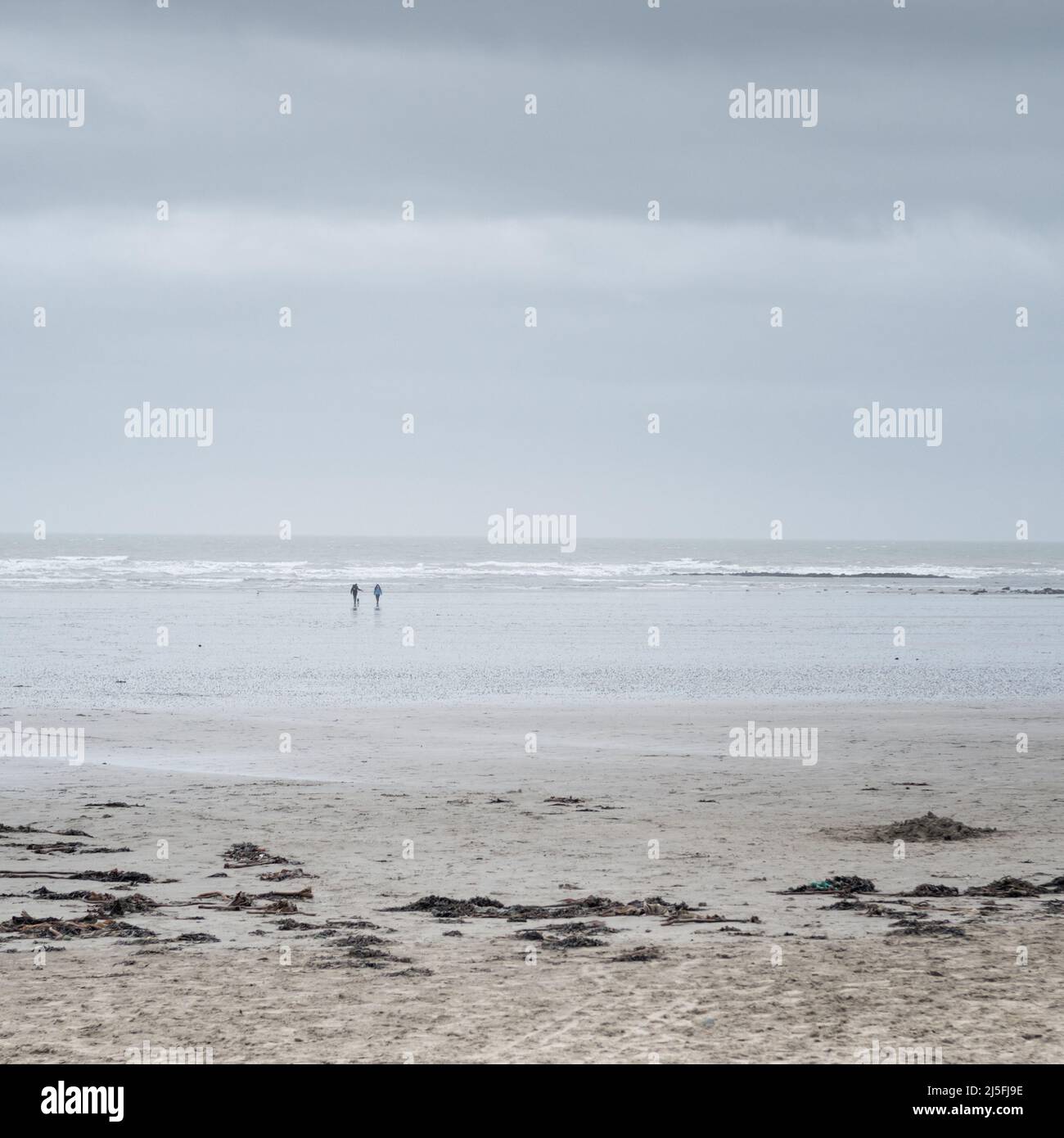 Deux personnes et un chien, très éloigné, sur une plage de vignerons; algues et sable en premier plan; ciel couvert pâle; couleurs pâles. Banque D'Images