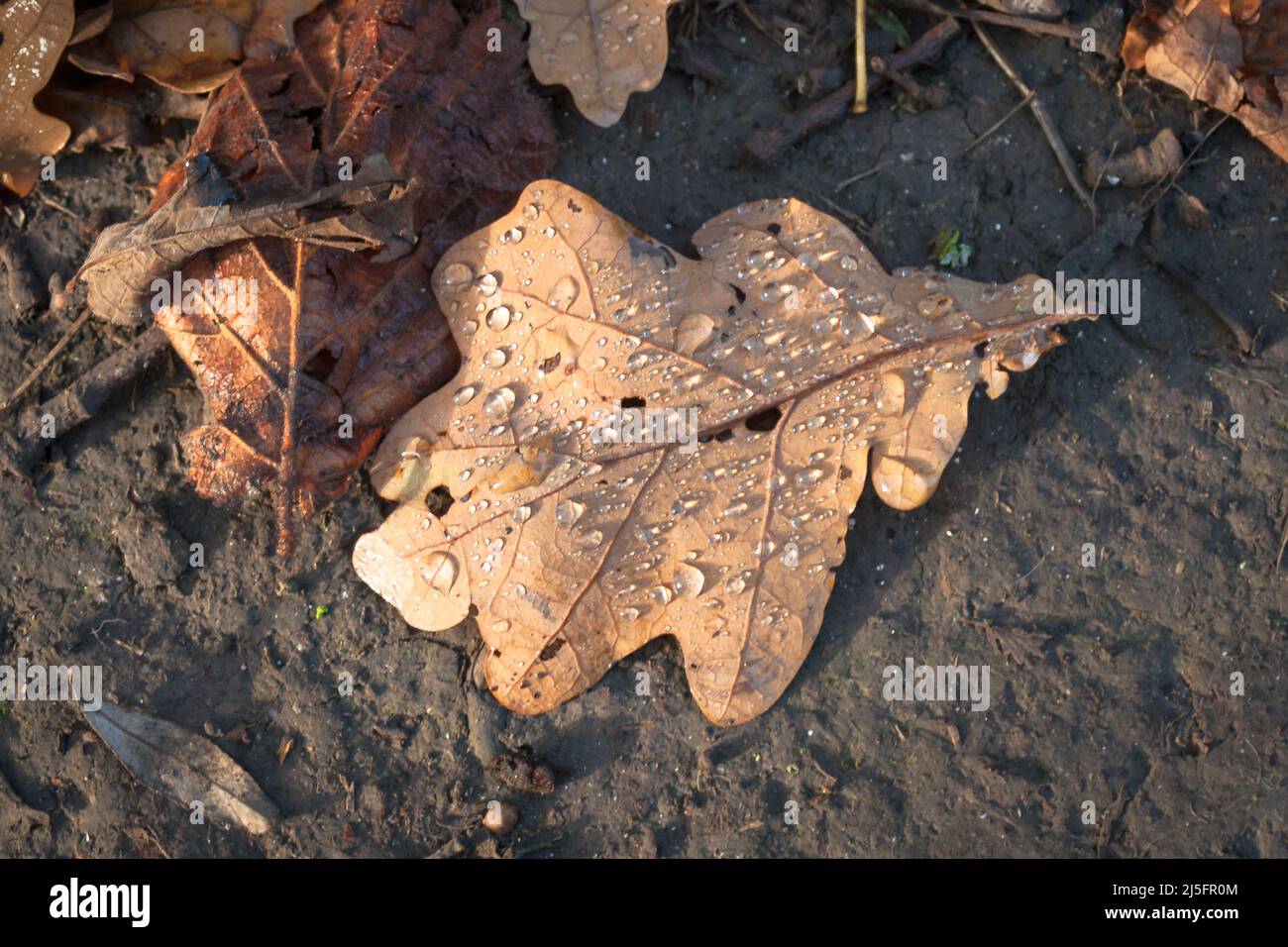 La rosée couvrait la feuille de chêne déchu brun orangé (Quercus robur) au bois du Prieuré dans le Suffolk Banque D'Images