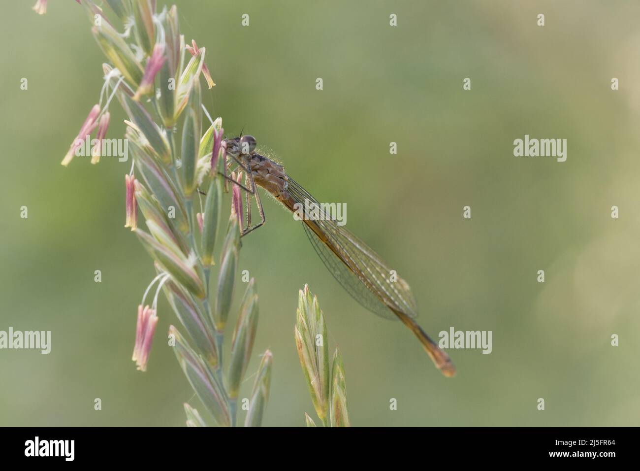 Un damselfly à queue bleue immature (Ischnuga elegans) repose temporairement sur un pic de fleurs dans Lakenheath Fen, Suffolk Banque D'Images