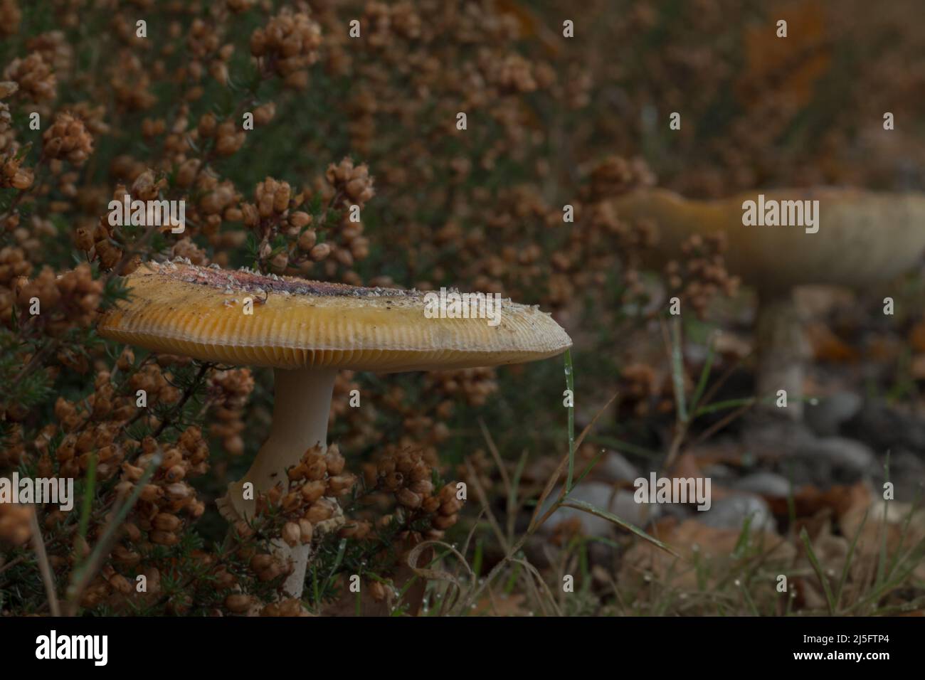 Les grands champignons plats sont sortis du chiné d'automne Banque D'Images