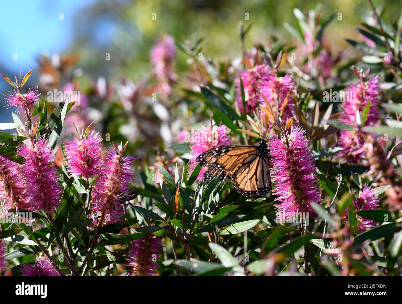 Jardin australien coloré avec un papillon Monarch se nourrissant sur le nectar d'une fleur de Bottlebrush, Callistemon violaceus Banque D'Images