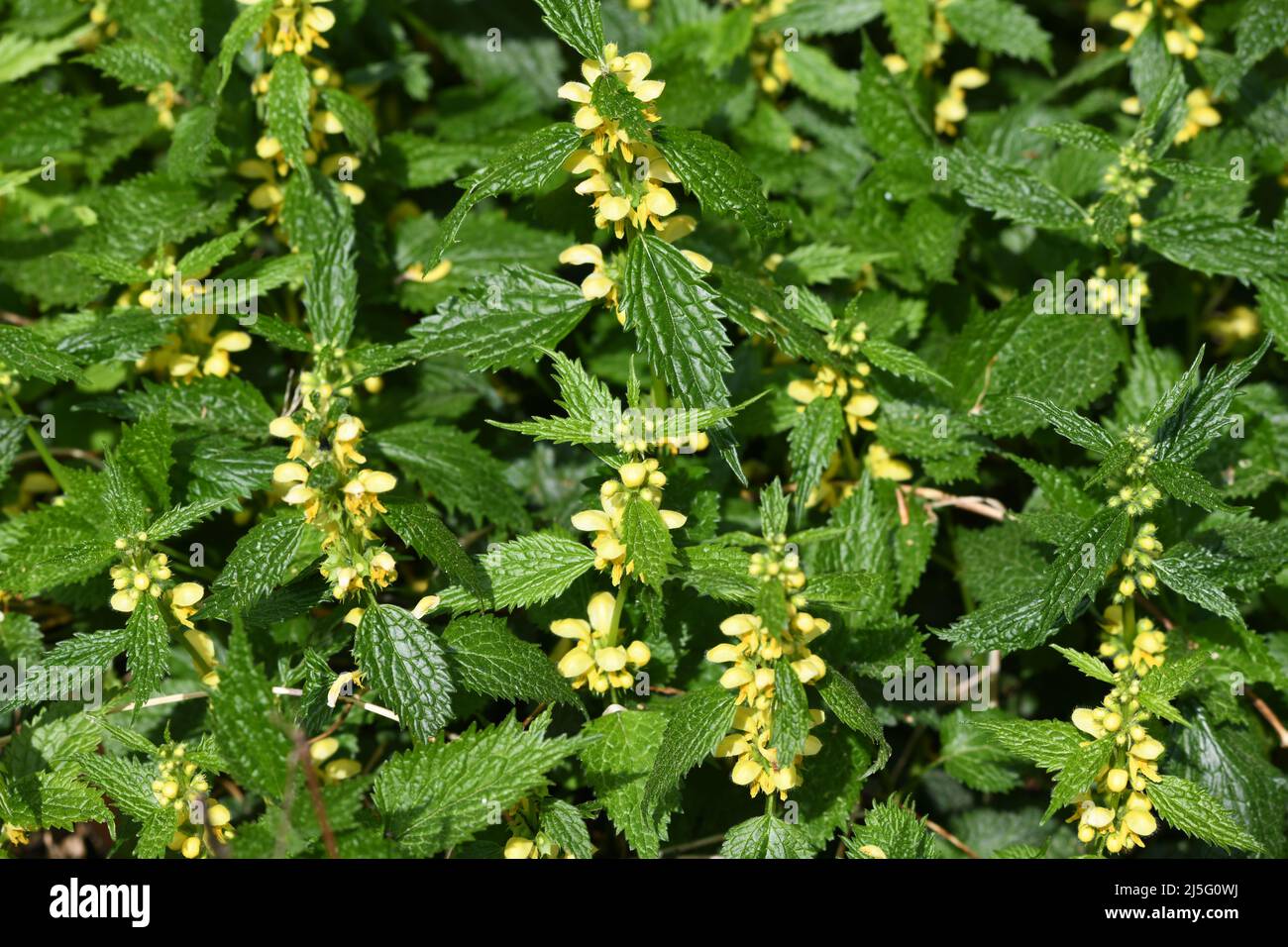 Bühende Golgnesseln - lamium galeobdoloon - im Frühling Banque D'Images