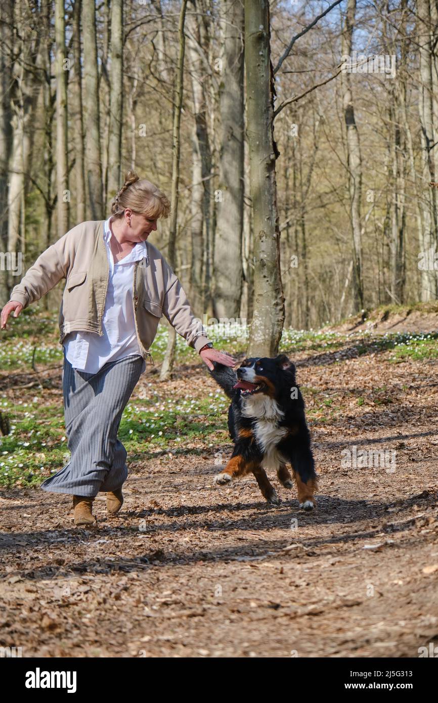 Bernois joue et mord la femme Banque D'Images
