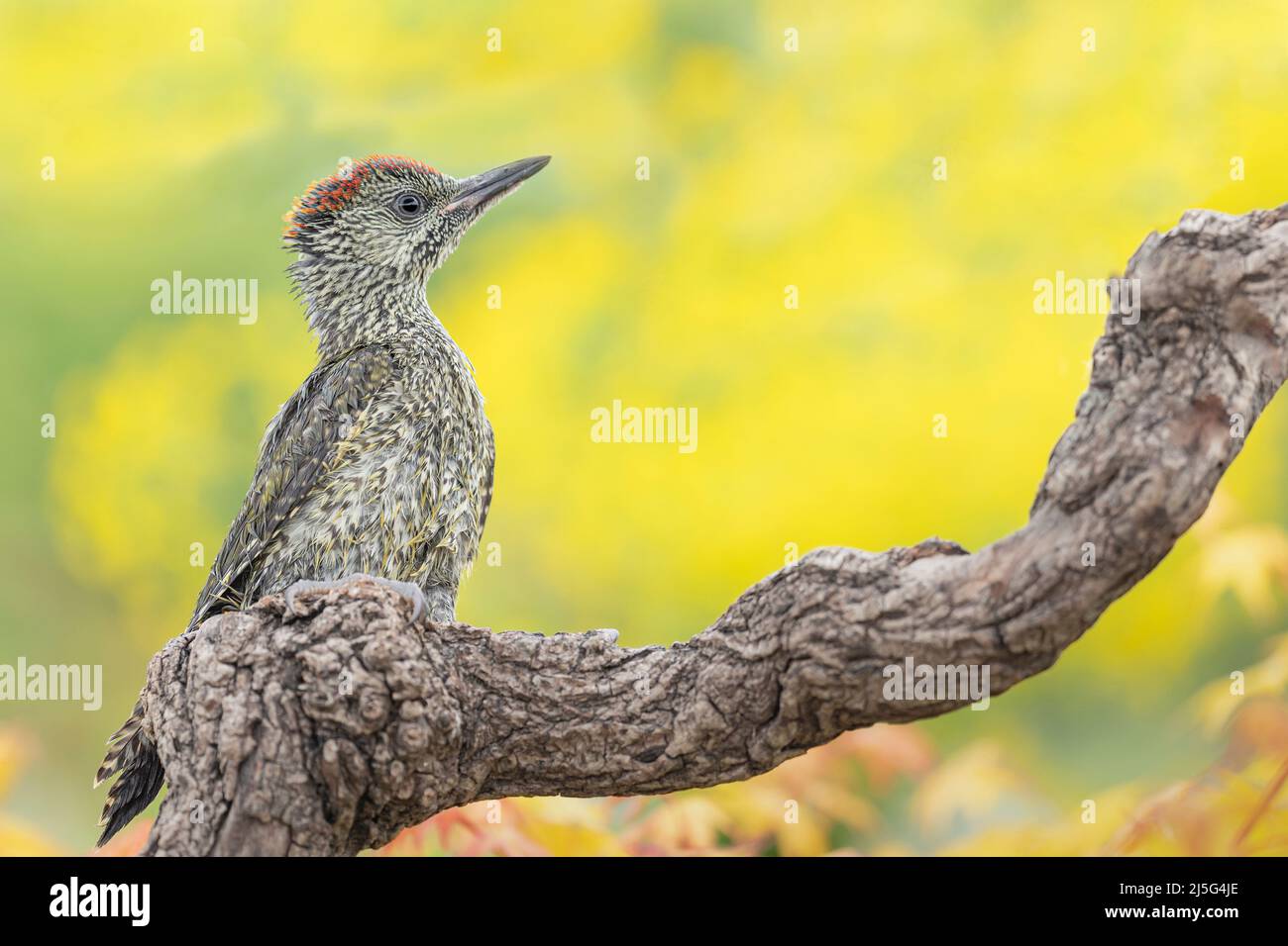 Portrait des beaux-arts du pic à pois verts (Picus virdis) Banque D'Images