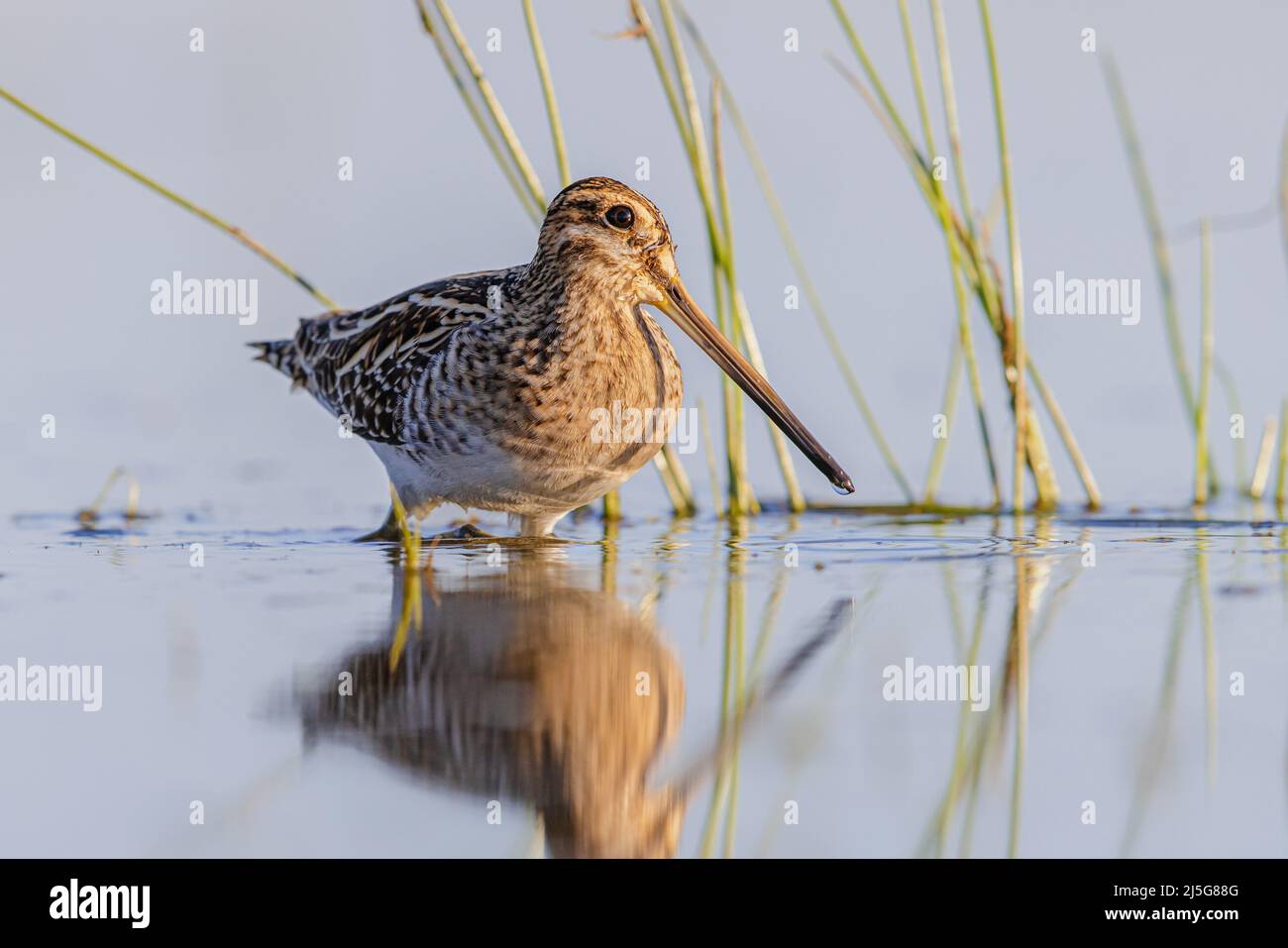 Le Snipe commun (Gallinago gallinago) est un petit Wader stocky natif de l'ancien monde.Passage à gué d'oiseaux dans les eaux peu profondes des terres humides pendant la migration.Wildlif Banque D'Images