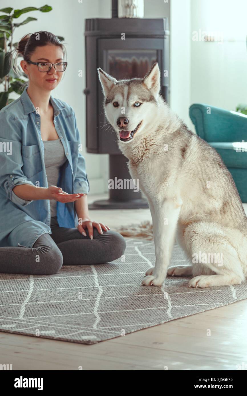 Jeune femme qui élève et joue avec son chien domestique husky sibérien chez elle Banque D'Images