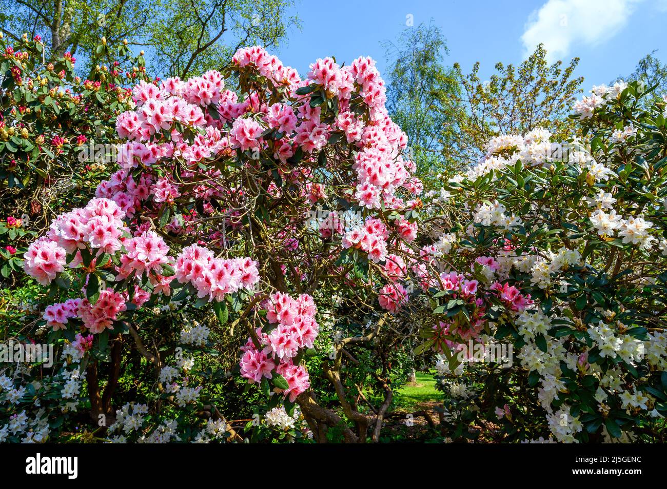 Dulwich Village, Londres, Royaume-Uni : fleurs roses et blanches dans le jardin américain de Dulwich Park. Dulwich Park est un parc public dans le sud de Londres. Banque D'Images