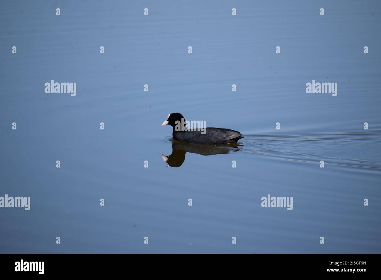 coot dans le lac marécageux Banque D'Images