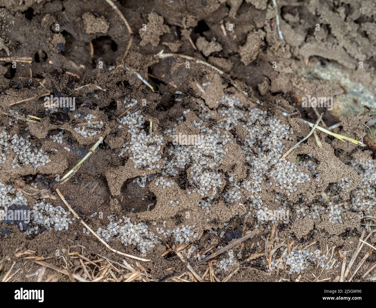 Nid d'fourmis Lasius sp. Colonie avec oeufs et larves Photo Stock Alamy — free download