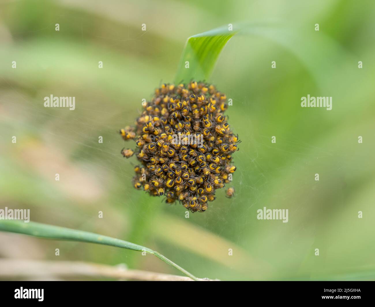 Petites Araignees Jaunes Banque De Photographies Et D Images A Haute Resolution Alamy