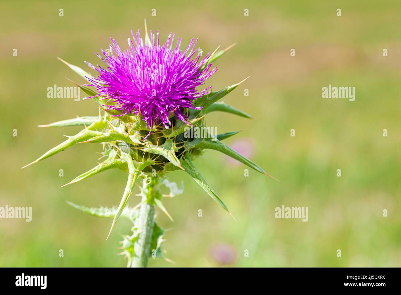 Chardon ou Cardus Marianus - Silybum marianum -, Els Gallecs, Réserve naturelle, Mollet del Vallés, Barcelone, Espagne Banque D'Images