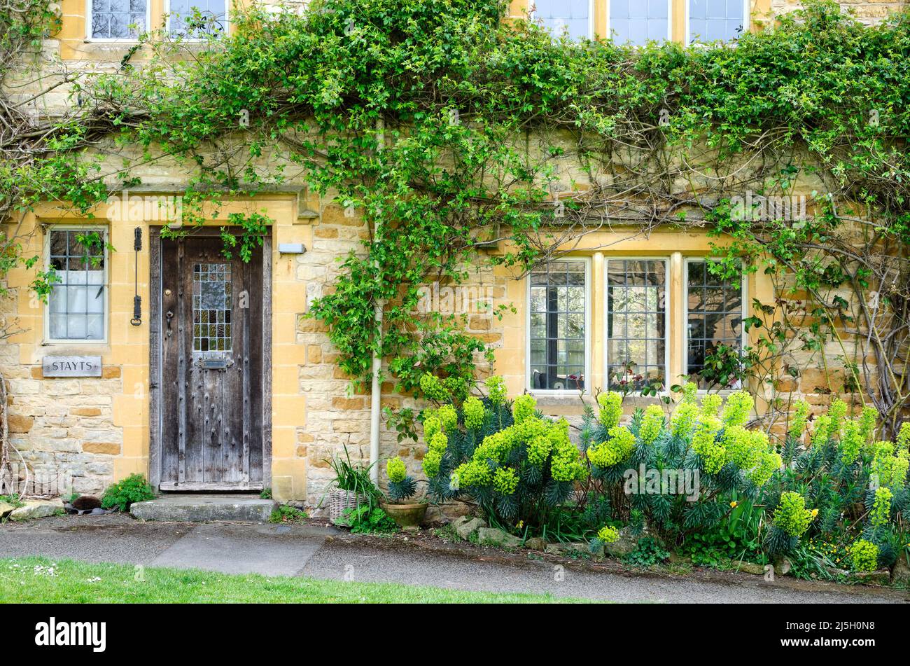Euphorbia dans la maison de campagne jardin Kingham Village Oxfordshire Banque D'Images