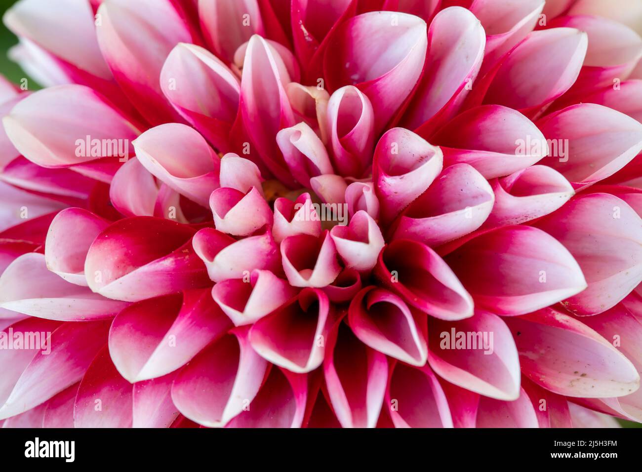 Gros plan sur les fleurs de dahlia roses pour le fond Banque D'Images