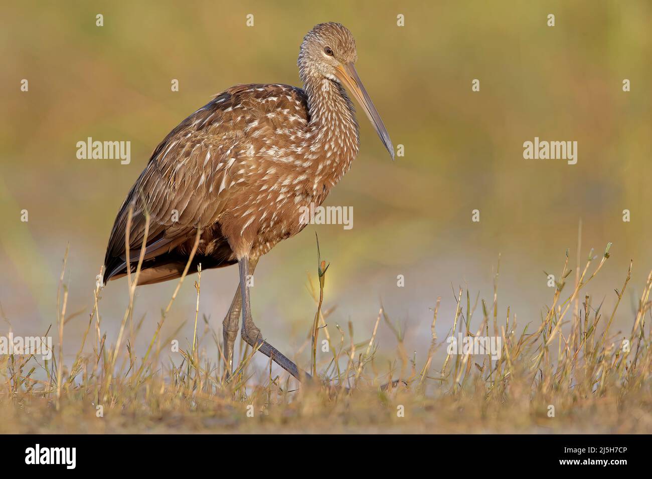 Aramus guarauna Limpkin (marche) de flottaison, Cypress Lake, Florida, USA Banque D'Images