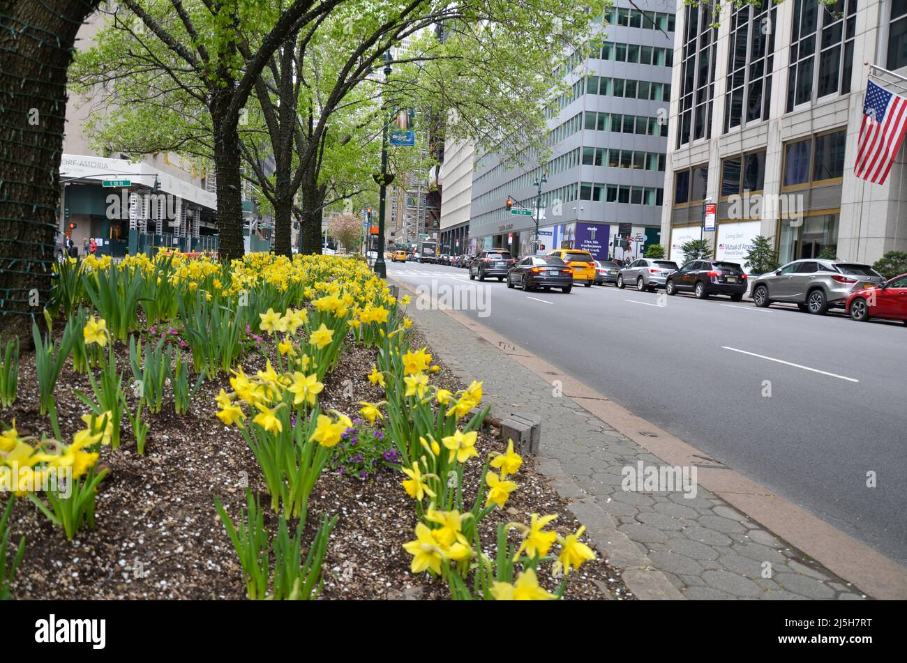 Des fleurs apparaissent sur Park Avenue à New York le 23 avril 2022. Banque D'Images