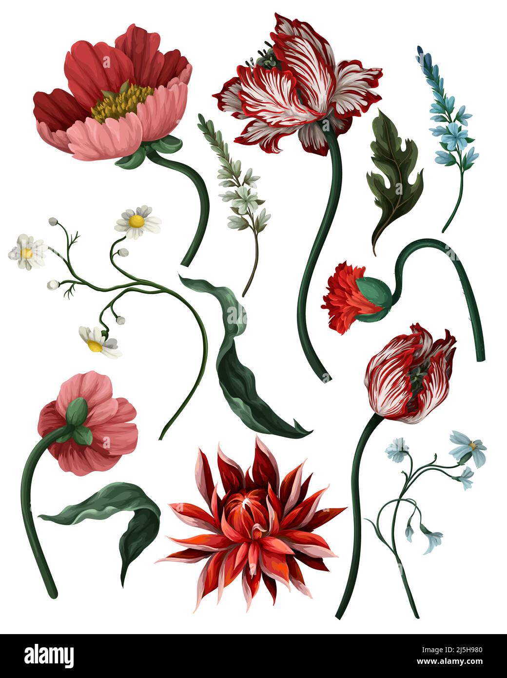 Fleurs botaniques victoriennes et insectes isolés. Tulipe, pivoine et autre. Illustration de Vecteur