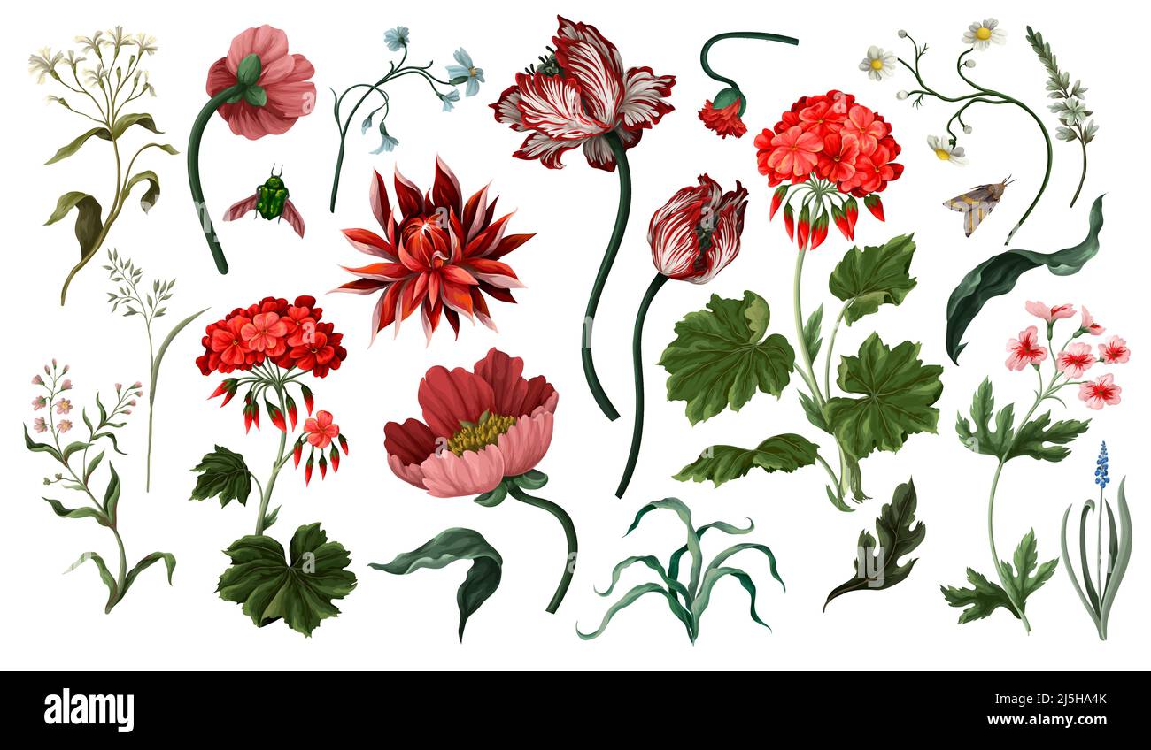 Fleurs botaniques victoriennes et insectes isolés. Tulipe, pivoine et autre. Illustration de Vecteur