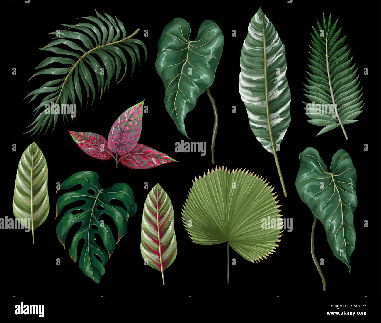 Les feuilles tropicales telles que la monstère, le palmier, la feuille, la calathea et d'autres isolés. Vecteur. Illustration de Vecteur