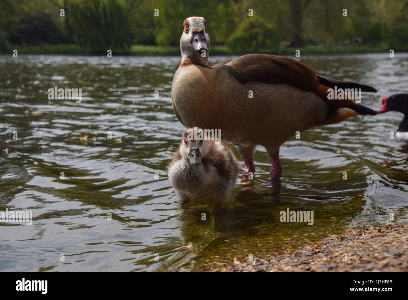 Londres, Angleterre, Royaume-Uni. 23rd avril 2022. Un jeune gosling égyptien et un parent dans le parc St James's. (Image de crédit : © Vuk Valcic/ZUMA Press Wire) Banque D'Images