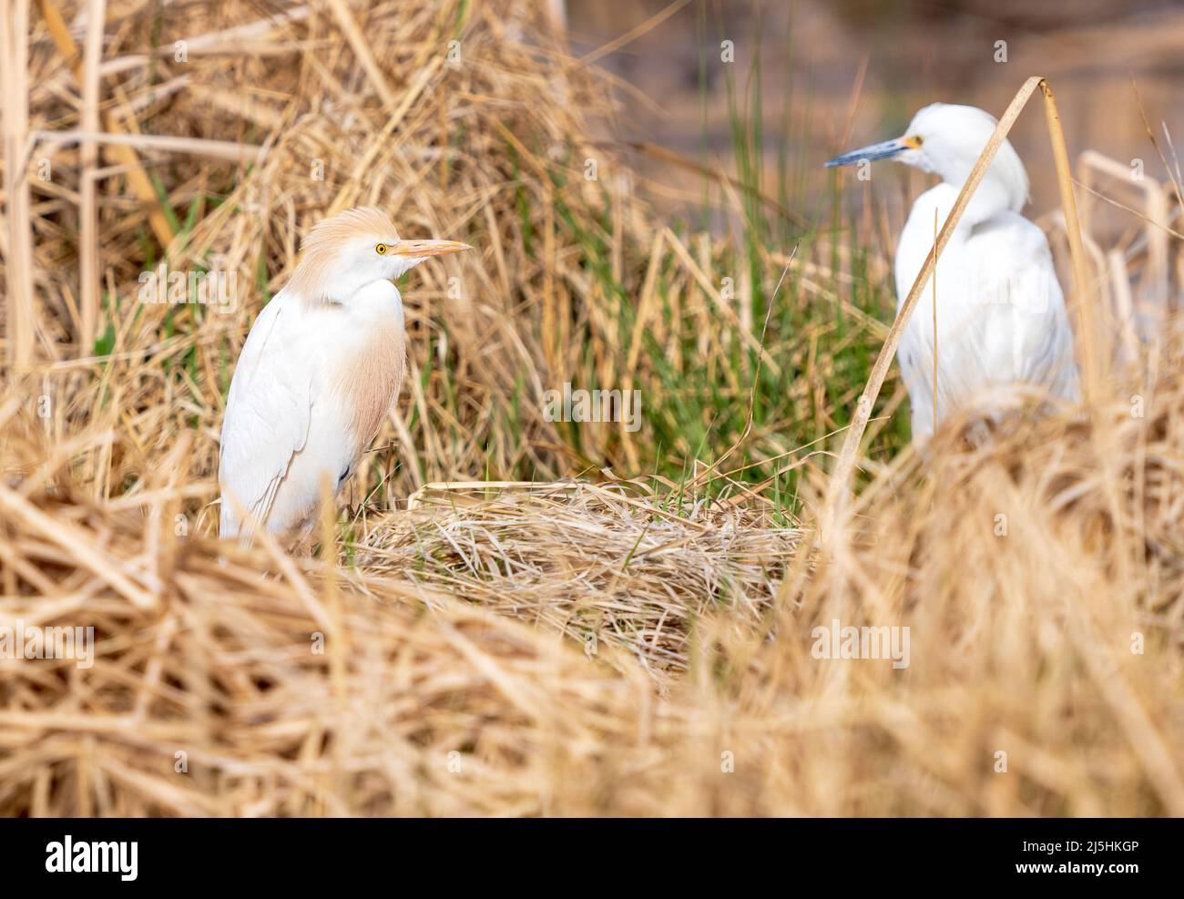 Au début du printemps, un élevage de bovins est installé dans un habitat rempli de queues de bétail séchées. Un Egret de neige est légèrement visible en arrière-plan. Banque D'Images