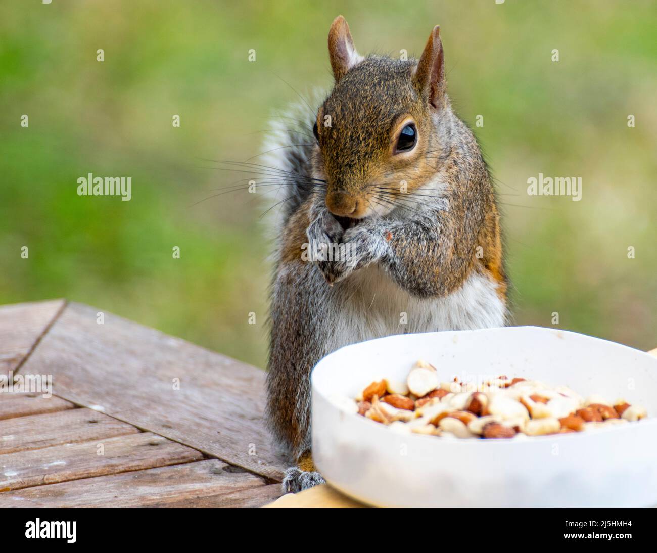 Écureuil gris manger de la nourriture d'oiseau sur une table. Banque D'Images