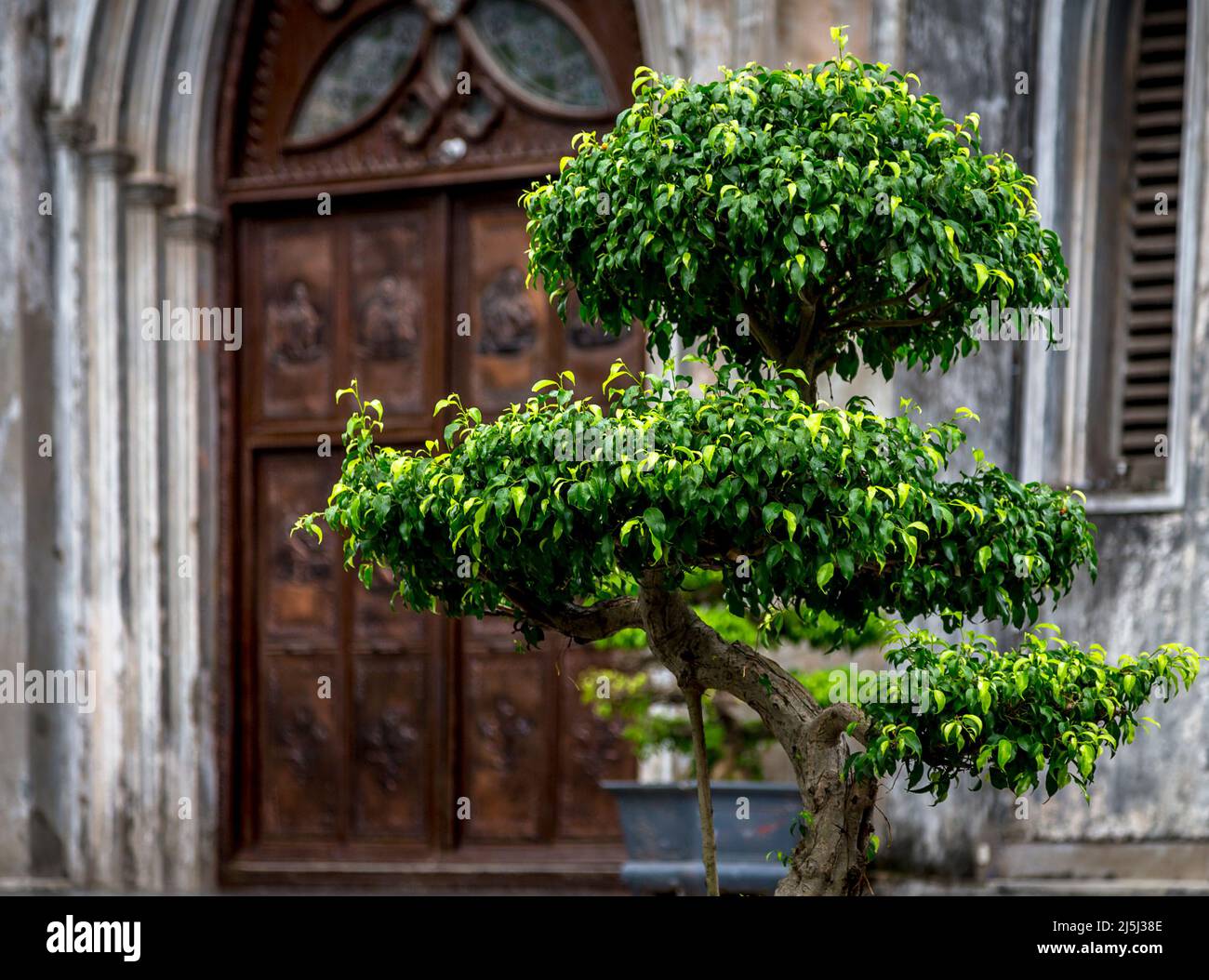 Ce bel arbre et la façon dont il était le soleil lui a bridé je lui ai fait le sujet devant quelques vieilles portes doubles en bois. Banque D'Images