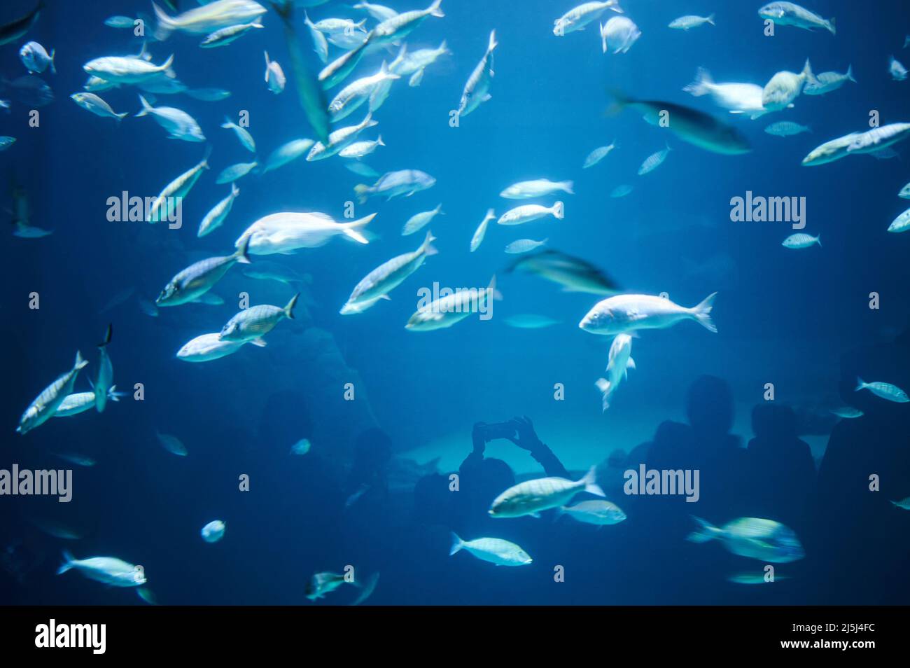 Beaucoup de poissons sur l'eau bleue avec silhouette de personnes prenant des photos Banque D'Images