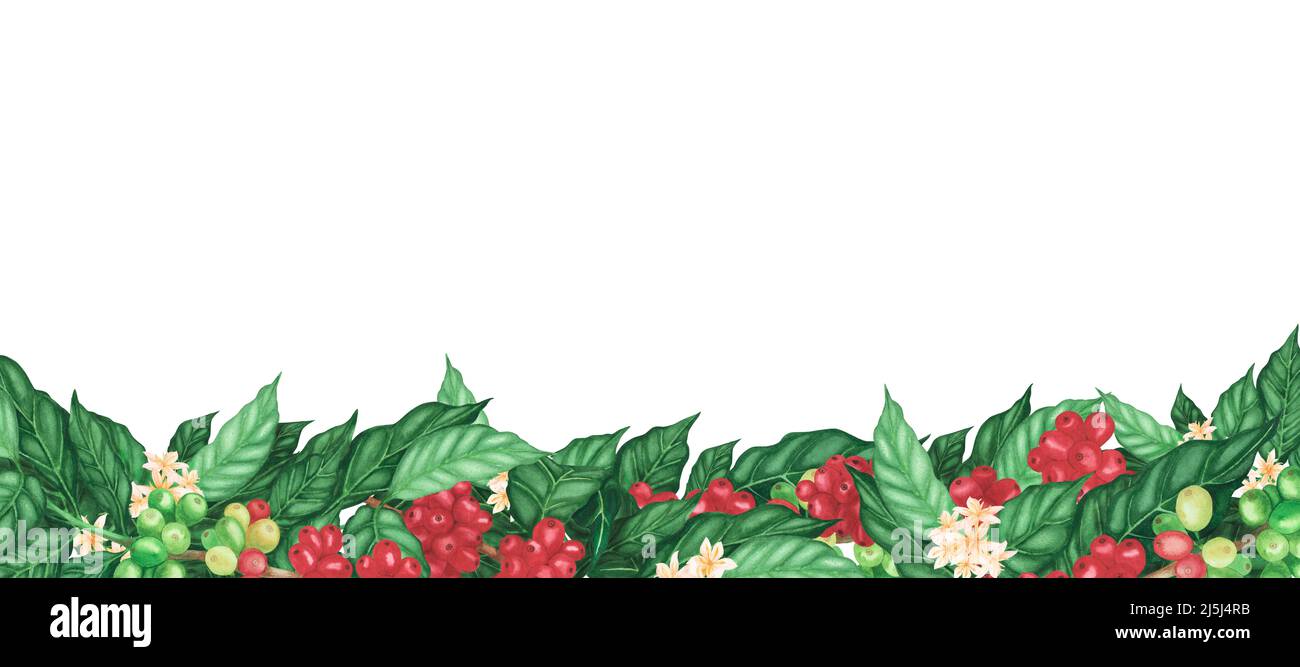 Border les grains de café arabica rouges et les fleurs sur la branche isolée sur fond blanc. Aquarelle des bordures dessinées à la main. Illustration des menus, de l'emballage, Banque D'Images