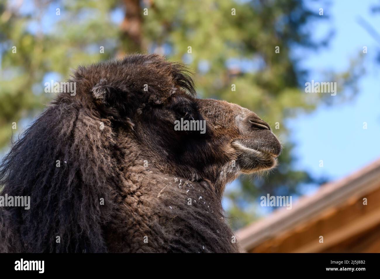 RIGA, LETTONIE. 22nd avril 2022. Portrait du chameau de Bactrian. Camelus bactrianus. Zoo de Riga. Banque D'Images