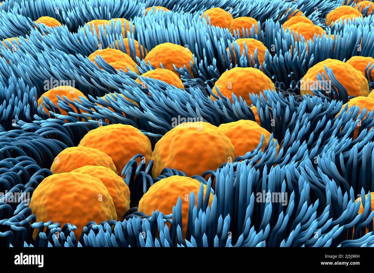 Doublure de la trachée (surface) - vue rapprochée 3D illustration Banque D'Images